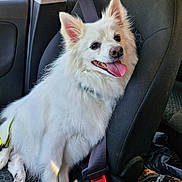 Hypno a rejoint le concours — aidez-le/la à gagner de superbes lots ! dog, white_fur, car_seat, seatbelt, tongue_out, happy, pet, animal, fluffy, inside_car, window, daylight, seat, leash, smiling, canine, domestic_animal, transport, travel, companion