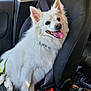 dog, white_fur, car_seat, seatbelt, tongue_out, happy, pet, animal, fluffy, inside_car, window, daylight, seat, leash, smiling, canine, domestic_animal, transport, travel, companion