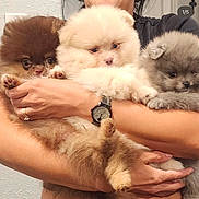 Theo is registered to the contest to win money with this photo: puppy, dog, pomeranian, fluffy, cute, pet, animal, fur, paw, cuddle, hands, human, watch, holding, indoor, adorable, face, expression, brown, gray
