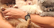 Theo is registered to the contest to win money with this photo: adorable, animal, brown, cuddle, cute, dog, expression, face, fluffy, fur, gray, hands, holding, human, indoor, paw, pet, pomeranian, puppy, watch