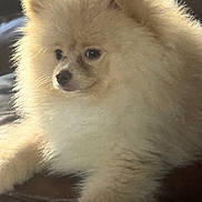 Theo joined the competition — help win amazing prizes! animal, animal_face, close_up, companion, cream_color, cute, cute_pet, dog, domestic_animal, fluffy, fur, furry, indoor, mammal, pet, pomeranian, portrait, relaxed, resting, small_dog