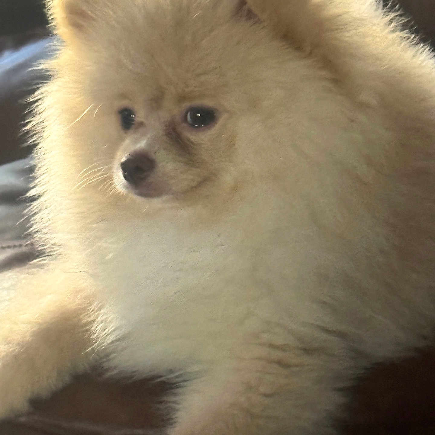 Theo