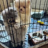 Theo joined the competition — help win amazing prizes! puppy, dog, cage, playpen, fur, pets, cute, fluffy, food_bowl, bed, indoor, bars, clinging, animal, young, adorable, companions, tongue, floor, home