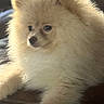 Theo joined the competition — help win amazing prizes! adorable, animal, canine, closeup, companion, cream_color, cute, dog, fluffy, fur, indoor, laying_down, mammal, pet, pomeranian, portrait, puppy, resting, small_dog, soft_light