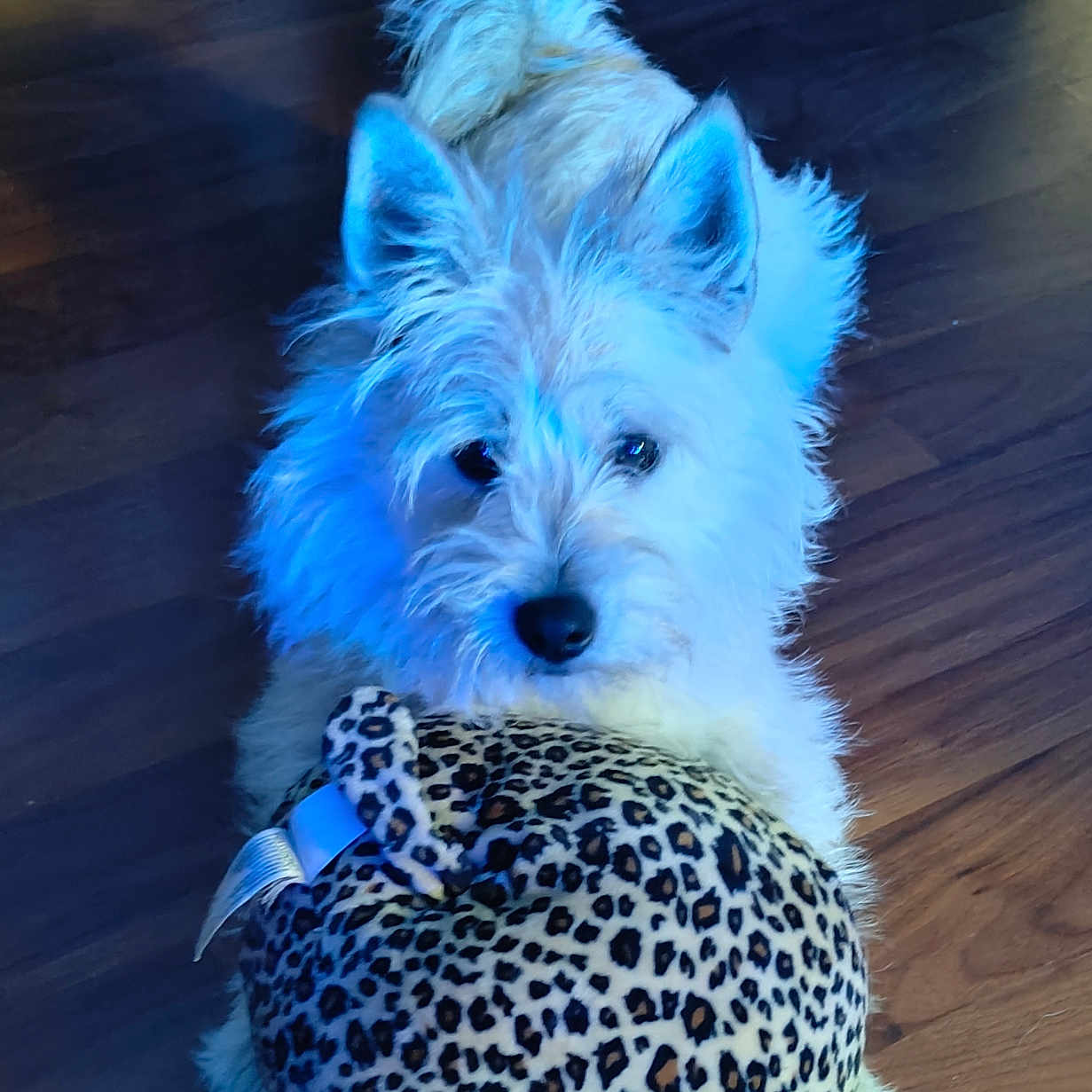 Mylo is registered to the contest to win money with this photo: animal, canine, cockerspaniel, couch, dog, eskimodog, furniture, hardwood, pet, poodle, puppy, sphere, terrier, whitedog, wood