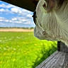 dog, white_dog, black_spot, ear, side_view, close_up, wooden_surface, green_field, grass, sky, clouds, outdoor, nature, pet, animal, daylight, focus_on_subject, peaceful, contemplative, snout