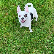 Poupette participe au concours pour gagner de l'argent avec cette photo : dog, small_dog, white_dog, black_patch, grass, outdoor, pet, animal, happy, smiling, ears, standing, nature, green_grass, cute, playful, canine, friendly, daylight, looking_up
