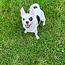 dog, small_dog, white_dog, black_patch, grass, outdoor, pet, animal, happy, smiling, ears, standing, nature, green_grass, cute, playful, canine, friendly, daylight, looking_up
