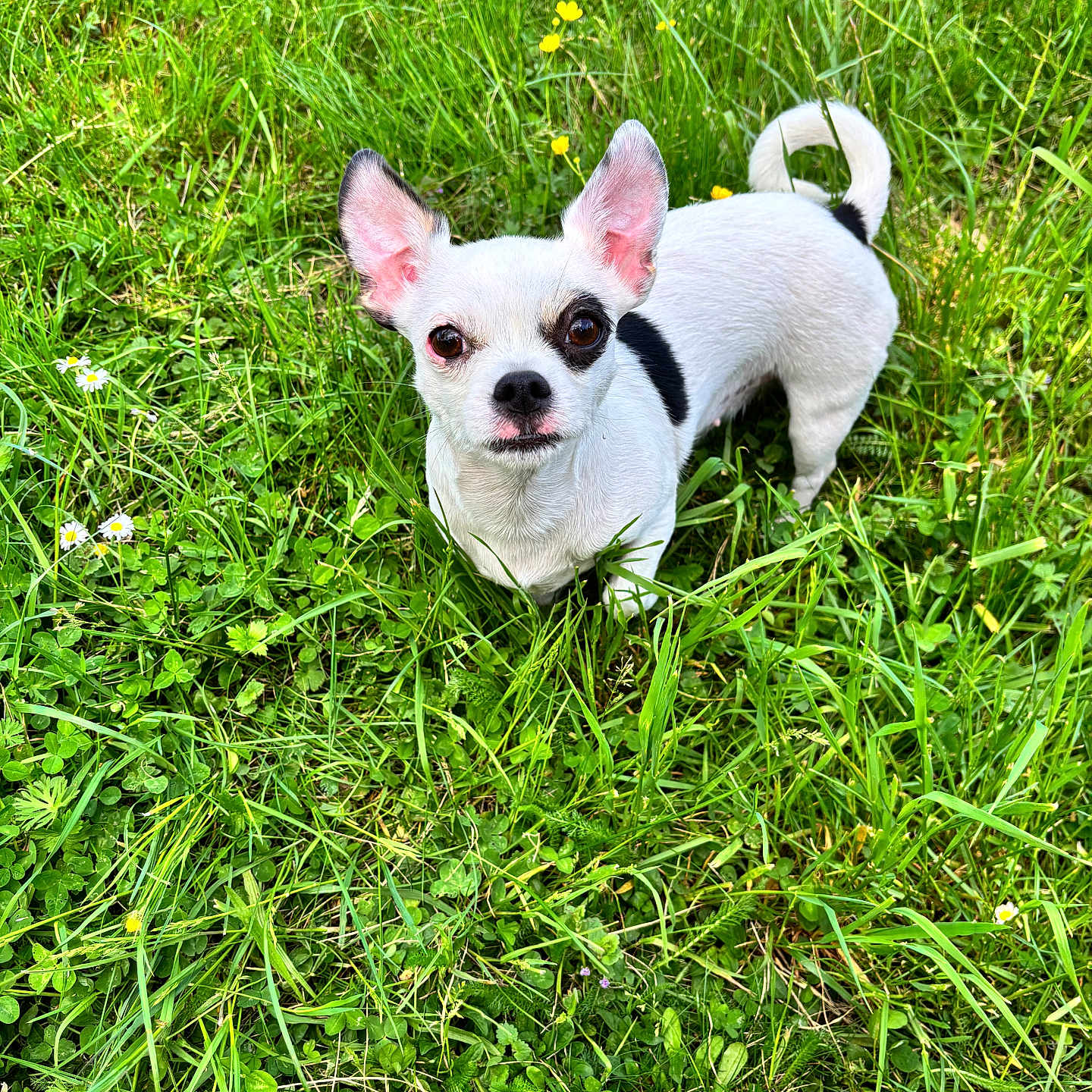 Poupette a rejoint le concours — aidez-le/la à gagner de superbes lots ! dog, white_dog, black_spots, grass, greenery, outdoor, nature, small_dog, pet, ears, curious, animal, field, flowers, yellow_flowers, white_flowers, standing, alert, daylight, closeup