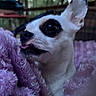 Poupette a rejoint le concours — aidez-le/la à gagner de superbes lots ! dog, small_dog, white_dog, close_up, tongue_out, blanket, purple_blanket, snuggling, cozy, indoor, pet, animal, cute, fur, face, ears, nose, soft_texture, blurred_background, nature_background