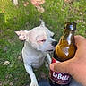 Poupette a rejoint le concours — aidez-le/la à gagner de superbes lots ! dog, white_dog, beer_bottle, hand, grass, outdoor, plastic_chair, person, foot, jeans, leaf, nature, animal, pet, sniffing, bottle, candid, summer, casual, curious