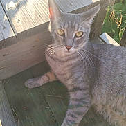 Starfire is registered to the contest to win money with this photo: animal, cat, closeup, daylight, ears, feline, fur, greenery, nature, outdoor, paws, pet, relaxing, resting, steps, striped, sunlight, tabby, whiskers, wood