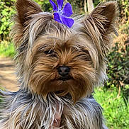 Upsie Baby D Ivena participe au concours pour gagner de l'argent avec cette photo : dog, yorkshire_terrier, flower, purple_flower, pet, fur, ears, outdoor, nature, greenery, path, animal, portrait, cute, small_dog, hands, close_up, canine, fur_texture, sunlight
