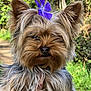 dog, yorkshire_terrier, flower, purple_flower, pet, fur, ears, outdoor, nature, greenery, path, animal, portrait, cute, small_dog, hands, close_up, canine, fur_texture, sunlight