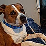 dog, brown, white, collar, blue_collar, bone_pattern, bedspread, plaid, indoor, pet, canine, resting, fur, paw, animal, domestic, cute, companion, relaxed, portrait