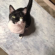 Bliss is registered to the contest to win money with this photo: black_and_white, cat, closeup, curious, ears, floor, fur, green_eyes, indoor, live_badge, looking_up, paw, pet, portrait, shadow, table, tail, textured_surface, tuxedo_cat, whiskers