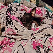 Stitch is registered to the contest to win money with this photo: dog, chihuahua, blanket, bedding, bed, pillow, cozy, wrapped, peeking, ear, eyes, black_fur, pink_pattern, heart_pattern, eiffel_tower_print, indoor, soft, sleepy, portrait, pet