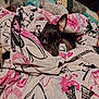 dog, chihuahua, blanket, bedding, bed, pillow, cozy, wrapped, peeking, ear, eyes, black_fur, pink_pattern, heart_pattern, eiffel_tower_print, indoor, soft, sleepy, portrait, pet