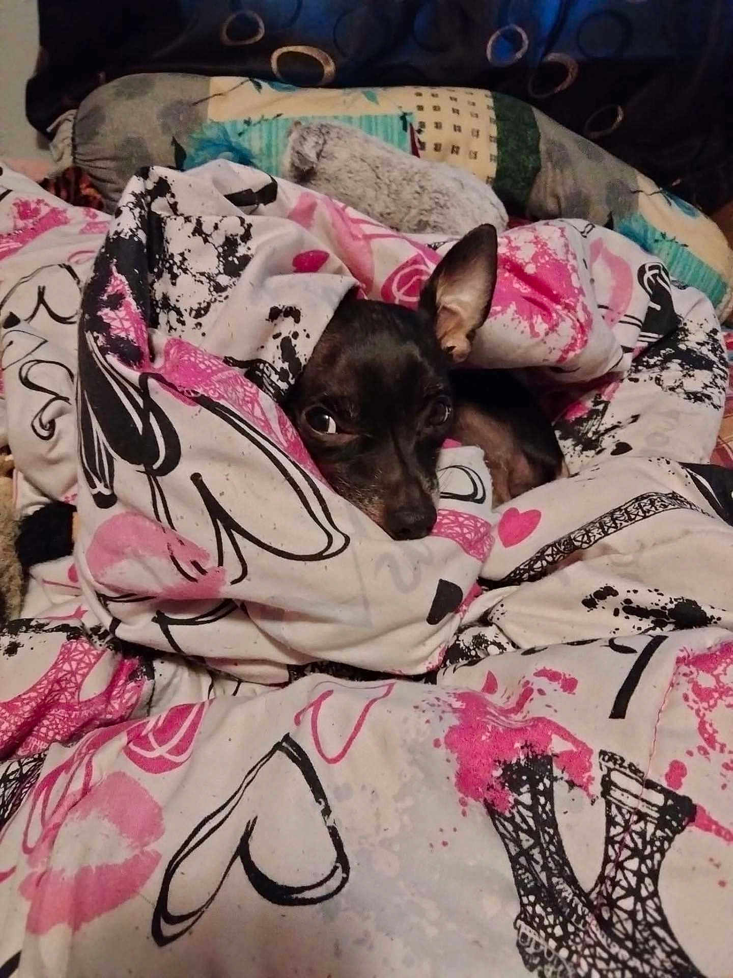 Stitch is registered to the contest to win money with this photo: dog, chihuahua, blanket, bedding, bed, pillow, cozy, wrapped, peeking, ear, eyes, black_fur, pink_pattern, heart_pattern, eiffel_tower_print, indoor, soft, sleepy, portrait, pet