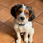 Tayco participe au concours pour gagner de l'argent avec cette photo : puppy, dog, pet, animal, sitting, brown, white, black, collar, floor, tile, cute, fur, young, indoor, portrait, looking, ears, whiskers, adorable