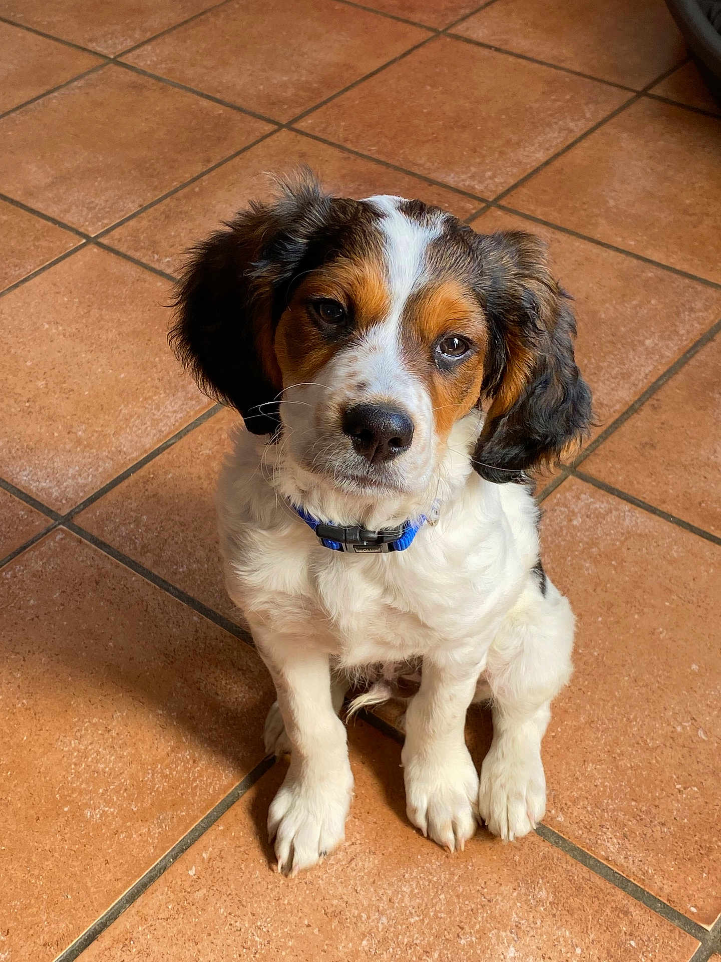 Tayco participe au concours pour gagner de l'argent avec cette photo : puppy, dog, pet, animal, sitting, brown, white, black, collar, floor, tile, cute, fur, young, indoor, portrait, looking, ears, whiskers, adorable