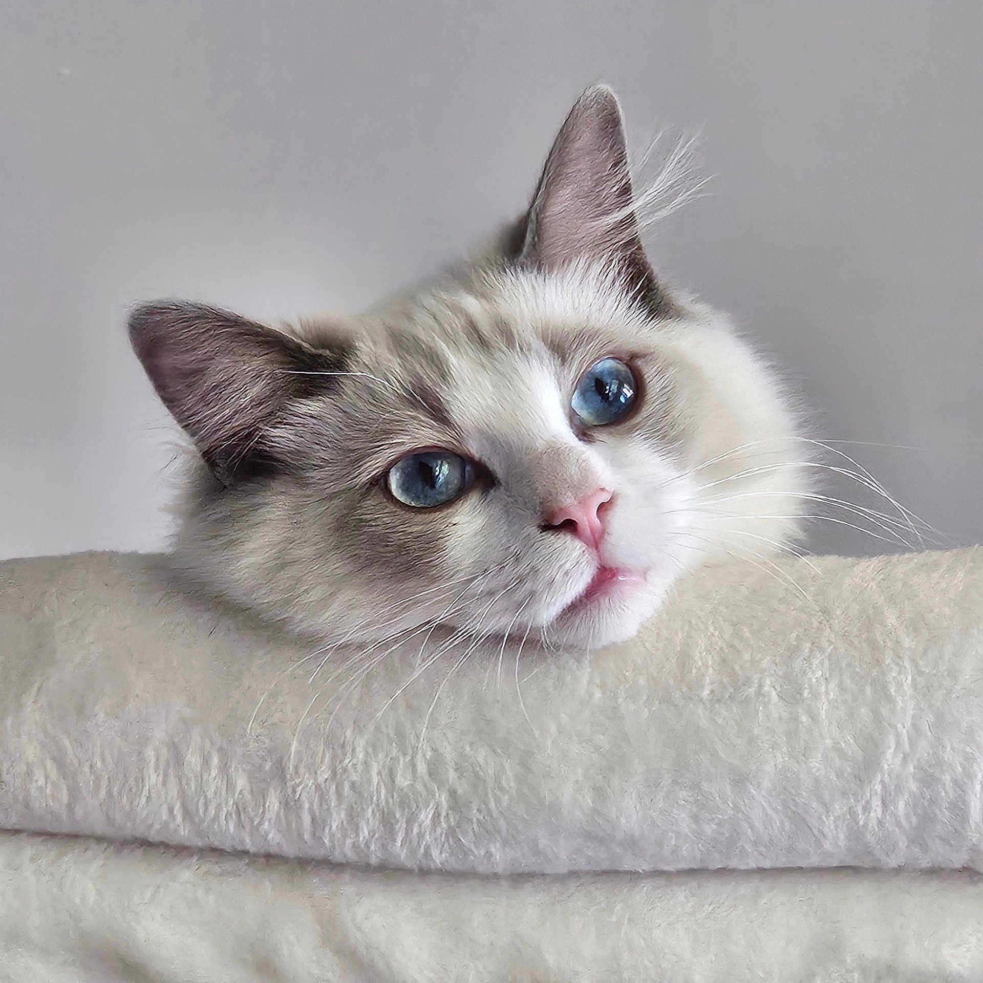 Appy participe au concours pour gagner de l'argent avec cette photo : animal, blanket, blue_eyes, cat, close_up, curious, cute, domestic_animal, ears, face, feline, fluffy, head, indoor, nose, pet, portrait, resting, soft_texture, whiskers