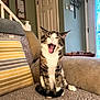 animal, cat, couch, cozy, decorative_tree, door, fur, furniture, home_interior, indoor, living_room, pet, pillow, relaxed, sitting, striped_pillow, tabby, wall_art, whiskers, yawning