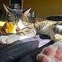 Neko joined the competition — help win amazing prizes! bed, cat, close_up, cozy, cute, domestic_animal, feline, fur, indoor, lion_plush, nap, paw, pet, pink_paw_pads, plush_toy, relaxing, sleeping, sunlight, tabby, whiskers
