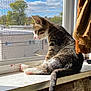 animal, cat, cozy, curious, curtain, daylight, feline, fur, house, indoor, kitten, looking_out, paw, pet, resting, sunlight, tabby, tail, window_screen, windowsill
