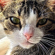 Neko is registered to the contest to win money with this photo: animal, cat, close_up, cute, domestic, ears, eyes, face, feline, fur, green_eyes, indoor, mammal, natural_light, nose, pet, pink_nose, portrait, tabby, whiskers