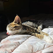 Neko is registered to the contest to win money with this photo: animal, bed, blanket, cat, cozy, cute, fur, indoor, kitten, nap, pet, pink_nose, relaxation, rest, sleeping, soft, sunlight, tabby, whiskers, young