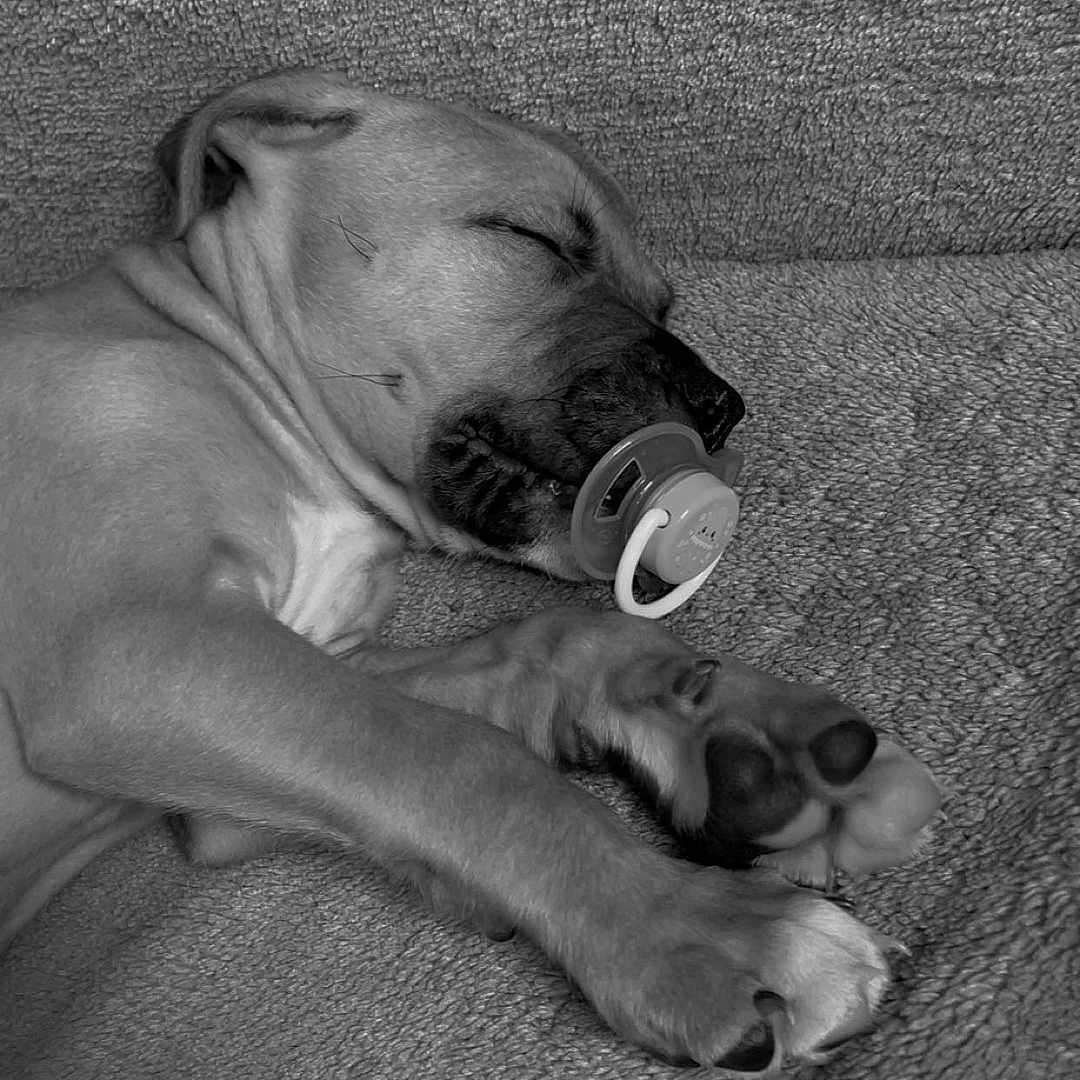 Xéna a rejoint le concours — aidez-le/la à gagner de superbes lots ! adorable, animal, blanket, closeup, comfort, cozy, cute, dog, domestic_animal, fur, indoor, napping, pacifier, paw, pet, puppy, relaxation, resting, sleeping, young