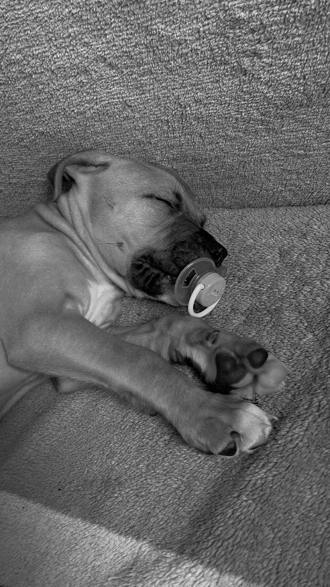 Xéna a rejoint le concours — aidez-le/la à gagner de superbes lots ! puppy, dog, sleeping, pacifier, blanket, cozy, cute, pet, animal, paw, resting, closeup, fur, domestic_animal, napping, comfort, indoor, young, adorable, relaxation