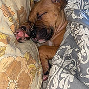 Xéna participe au concours pour gagner de l'argent avec cette photo : dog, sleeping, brown_dog, paw, blanket, bed, cozy, resting, indoor, animal, cute, relaxed, snuggled, patterned_blanket, pet, fur, canine, peaceful, face, soft