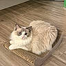 cat, fluffy, blue_eyes, cardboard_scratch_pad, wooden_floor, indoor, pet, feline, resting, curious, home, mirror, reflection, cozy, cute, animal, fur, whiskers, paws, relaxed