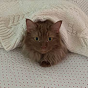 Milo is registered to the contest to win money with this photo: bed, blanket, brown_cat, cat, comfortable, cozy, curious, cute, ears, eyes, fluffy, fur, indoor, knitted, pet, red_dots, resting, sheet, sleepy, warm