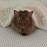 cat, fluffy, blanket, knitted, brown_cat, bed, sheet, red_dots, cozy, cute, pet, indoor, resting, fur, ears, eyes, curious, warm, comfortable, sleepy
