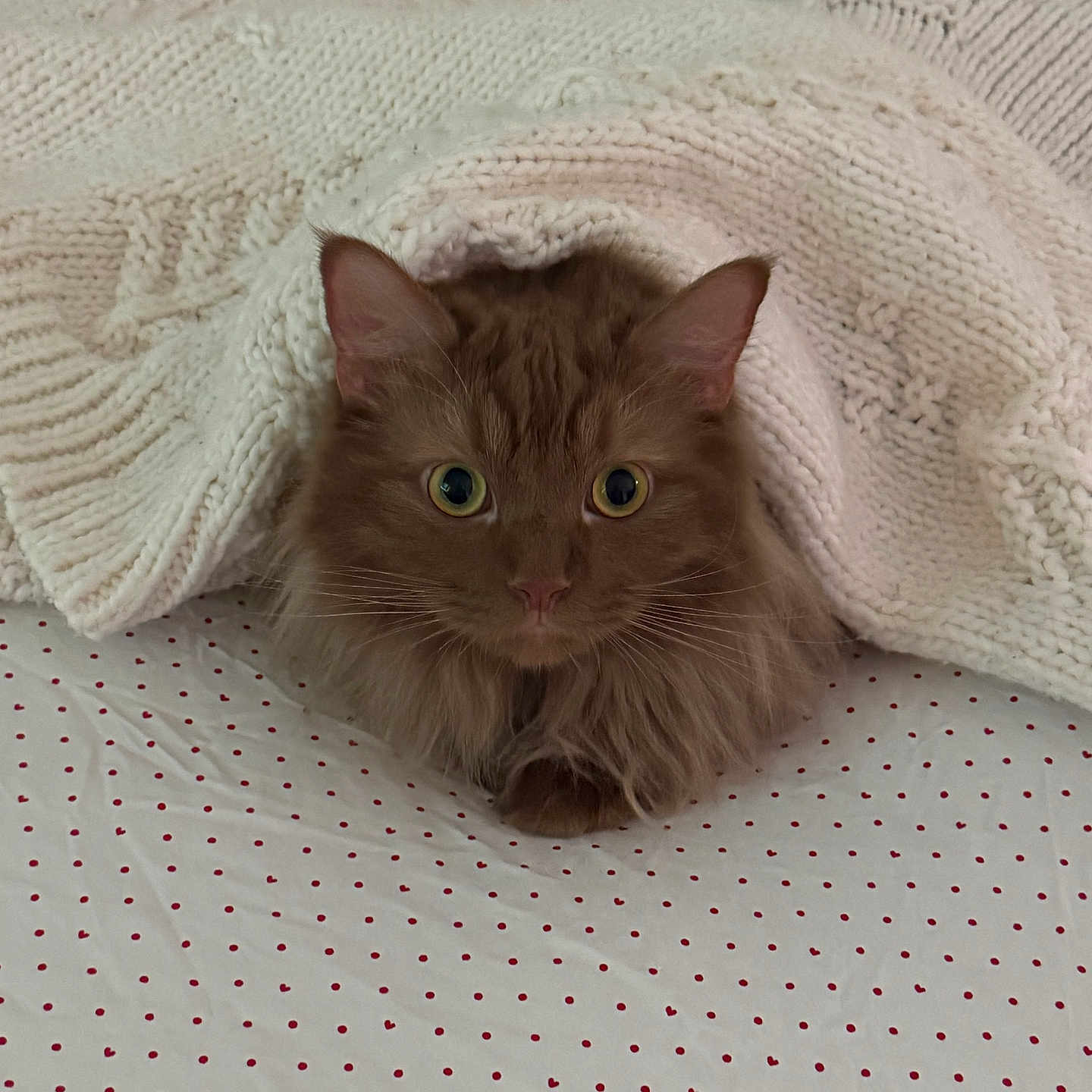 Milo