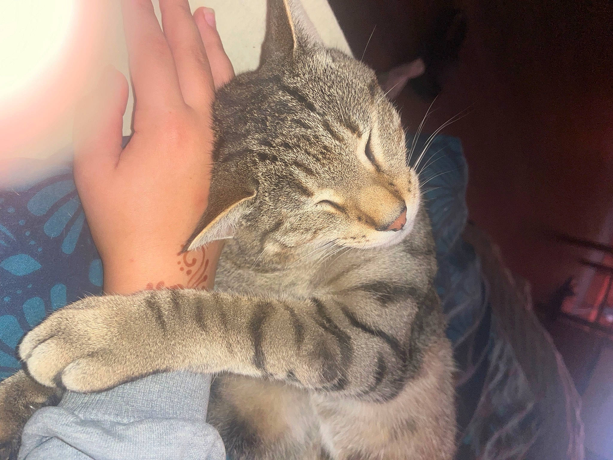 Granite participe au concours pour gagner de l'argent avec cette photo : carnivore, cat, claw, comfort, domestic_short_haired_cat, ear, fawn, felidae, foot, fur, gesture, human_leg, nail, nap, paw, sitting, small_to_medium_sized_cats, snout, terrestrial_animal, whiskers