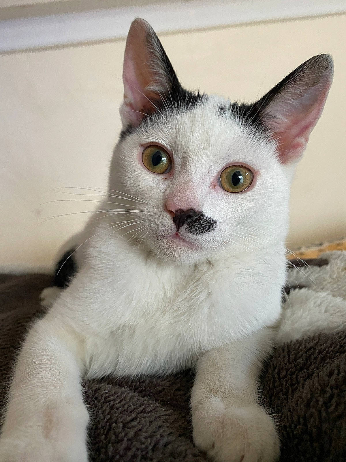 Sherlock participe au concours pour gagner de l'argent avec cette photo : carnivore, cat, domestic_short_haired_cat, eye, fang, fawn, felidae, fur, paw, small_to_medium_sized_cats, surprised, tail, whiskers