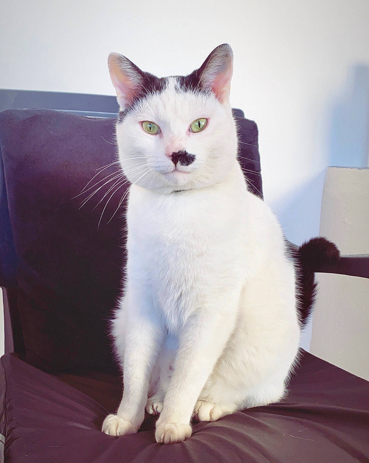 Sherlock a rejoint le concours — aidez-le/la à gagner de superbes lots ! carnivore, cat, comfort, domestic_short_haired_cat, ear, eye, felidae, fur, iris, paw, sitting, small_to_medium_sized_cats, snout, tail, whiskers, window