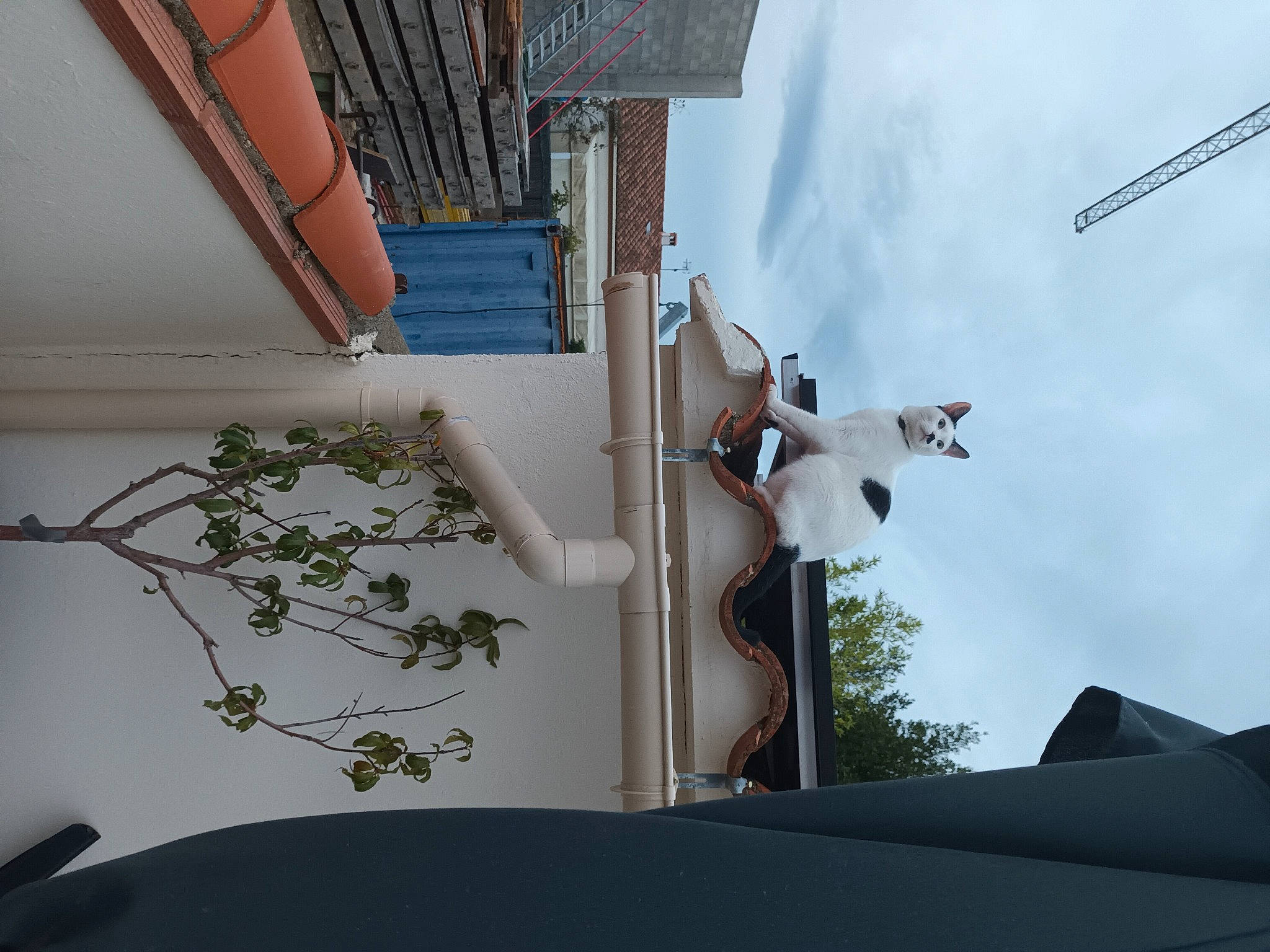 Sherlock a rejoint le concours — aidez-le/la à gagner de superbes lots ! architecture, building, ceiling, cloud, facade, handrail, home, house, line, plant, real_estate, roof, room, shade, sky, tree, urban_design, wall, window, wood