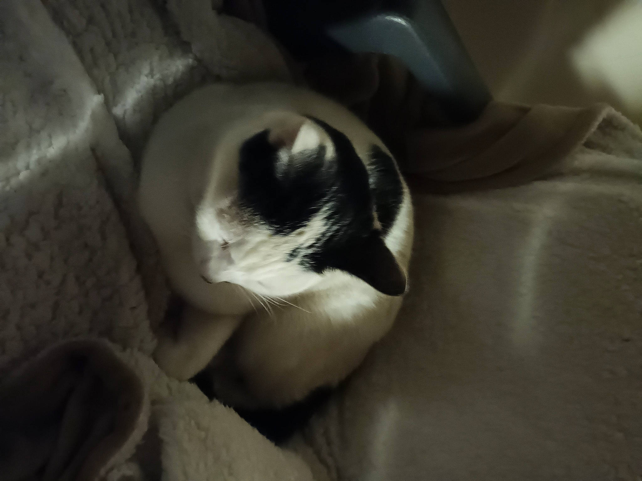 Sherlock a rejoint le concours — aidez-le/la à gagner de superbes lots ! bored, canidae, carnivore, cat, comfort, companion_dog, dog_breed, domestic_short_haired_cat, felidae, fur, human_leg, monochrome_photography, paw, small_to_medium_sized_cats, snout, sporting_group, tail, tints_and_shades, whiskers, wood