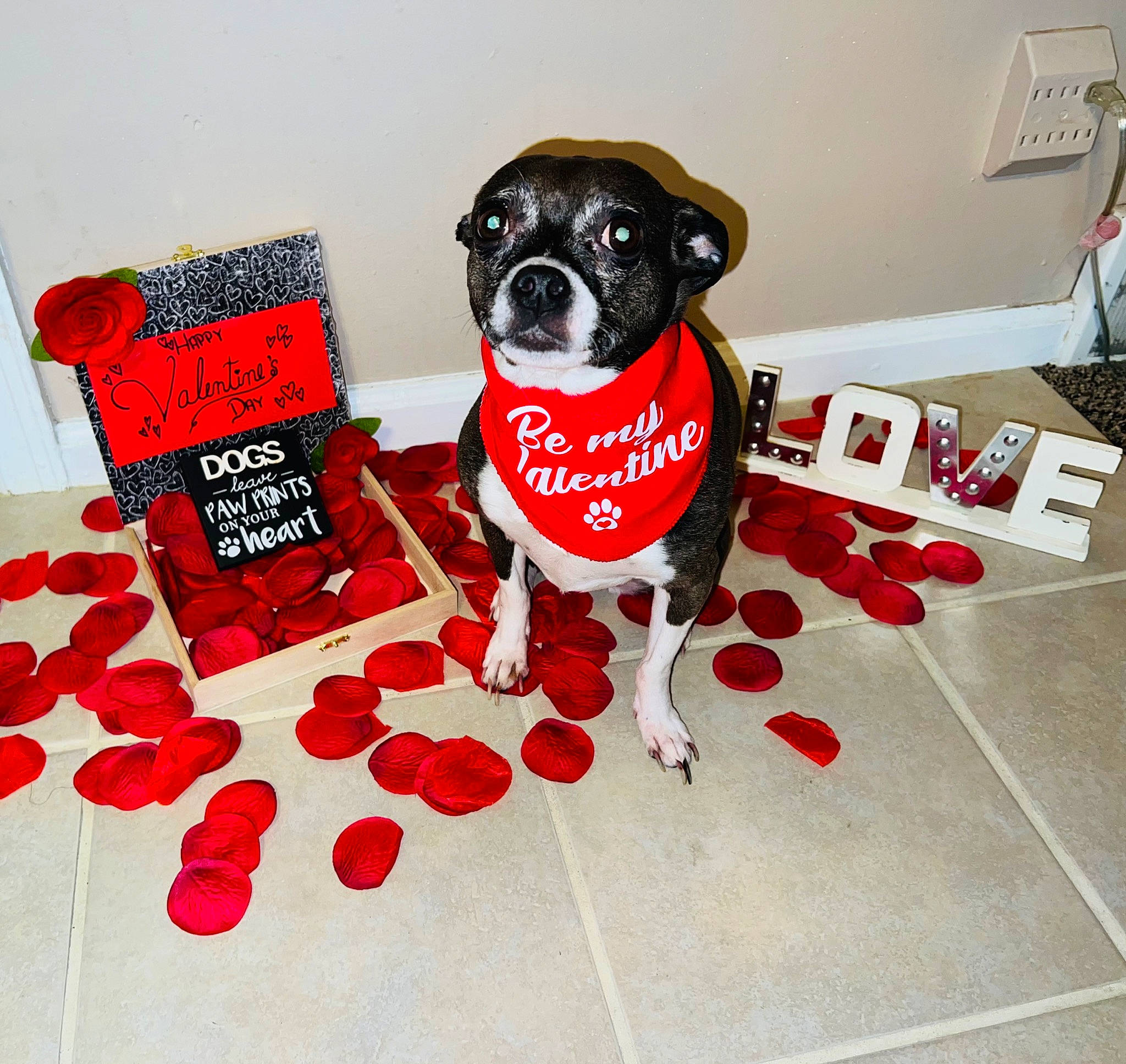 Malana joined the competition — help win amazing prizes! canidae, carmine, carnivore, collar, companion_dog, design, dog, dog_breed, dog_clothes, dog_supply, flooring, font, fur, paw, pet_supply, rectangle, snout, sporting_group, toy_dog, working_animal