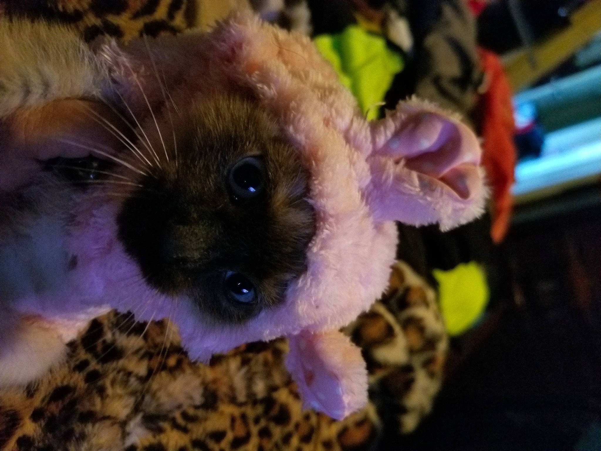Osito is registered to the contest to win money with this photo: berry, coral_reef, electric_blue, event, fawn, fish, fruit, fur, pet_supply, plant, plush, purple, rodent, snout, stuffed_toy, teddy_bear, terrestrial_animal, tree, underwater, whiskers