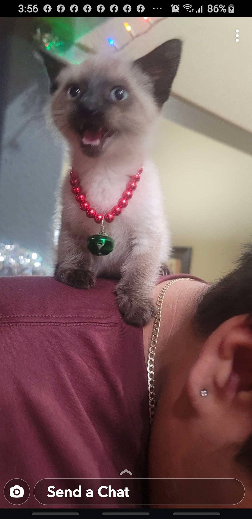 Osito is registered to the contest to win money with this photo: carnivore, cat, chest, collar, comfort, companion_dog, dog_breed, ear, elbow, eyelash, fawn, felidae, fur, magenta, pet_supply, siamese, small_to_medium_sized_cats, terrestrial_animal, throat, whiskers