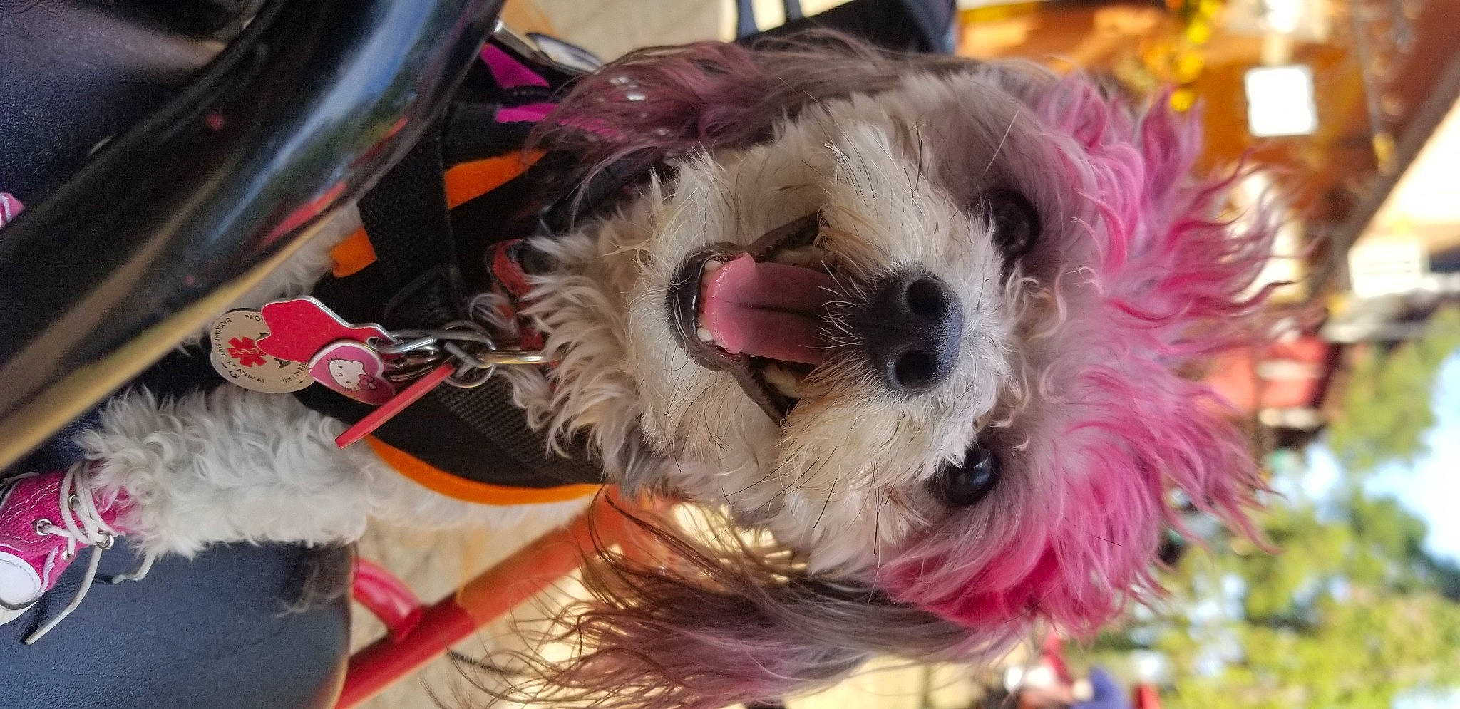 Lolliepop is registered to the contest to win money with this photo: carnivore, collar, companion_dog, dog, dog_breed, dog_clothes, dog_collar, dog_supply, event, eyewear, fashion_accessory, fawn, fur, pink, small_terrier, snout, sunglasses, terrier, toy, toy_dog