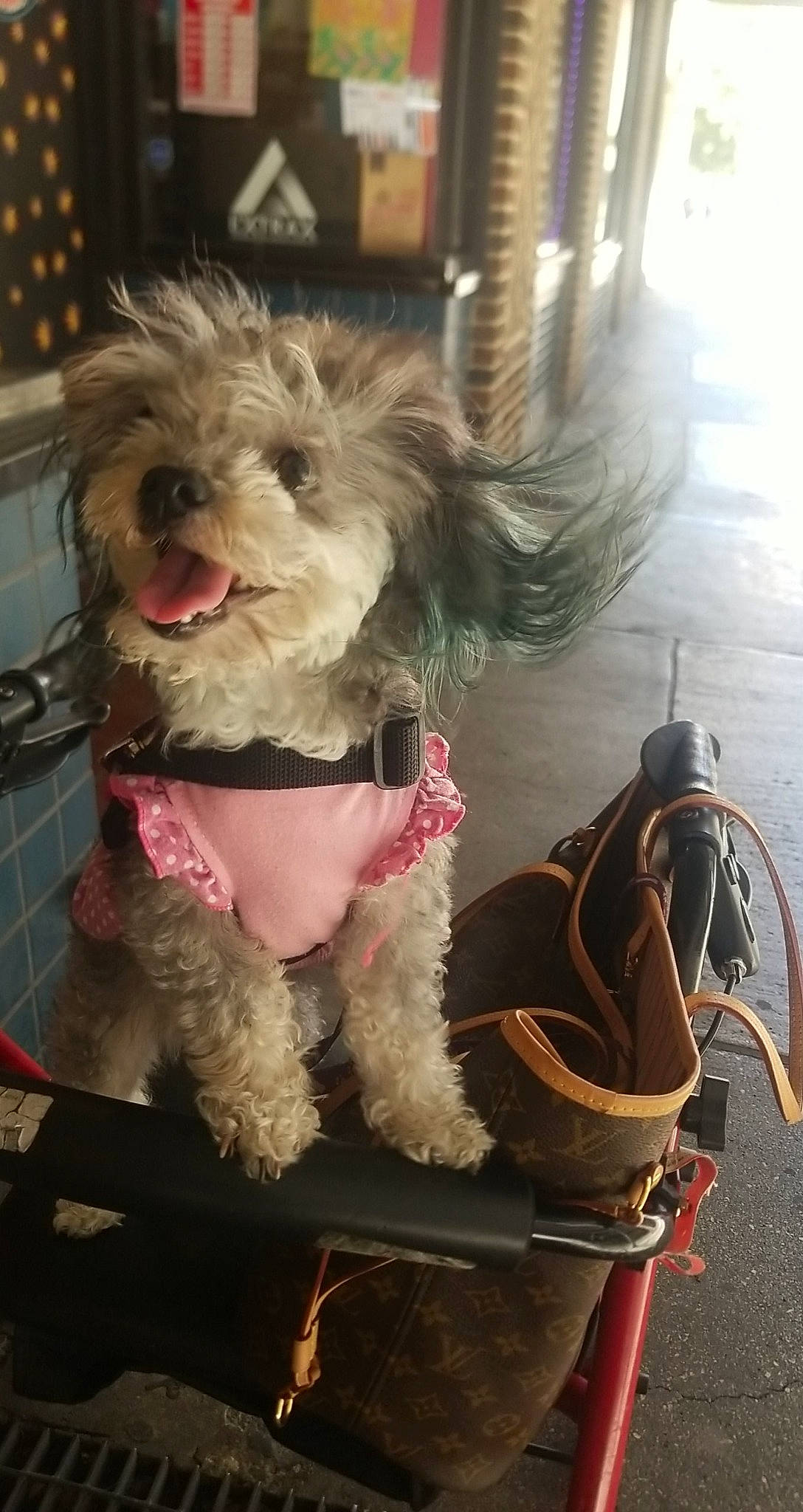 Lollipop is registered to the contest to win money with this photo: canidae, carnivore, collar, companion_dog, dog, dog_breed, dog_clothes, dog_collar, dog_supply, fur, leash, maltepoo, puppy_love, small_terrier, snout, sporting_group, terrier, toy, toy_dog, working_animal