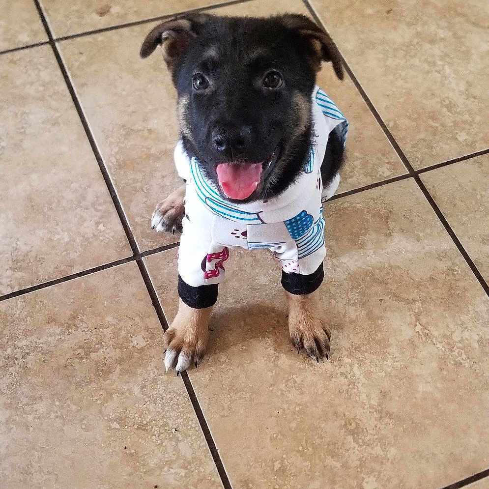 Sirius Ageas Wheeler