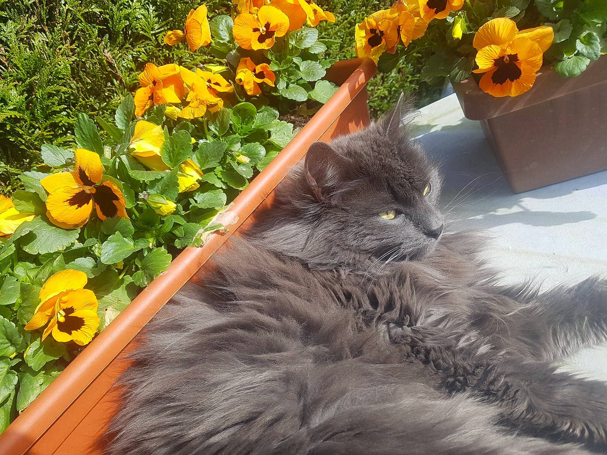 Simba participe au concours pour gagner de l'argent avec cette photo : annual_plant, botany, british_longhair, carnivore, cat, felidae, flower, flowering_plant, flowerpot, fur, grass, groundcover, houseplant, petal, plant, shrub, small_to_medium_sized_cats, tail, whiskers, yellow